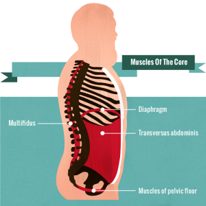 Muscles Of The Core